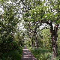 Fußweg zwischen Neuwied und Engers - Romantik am Rheinufer